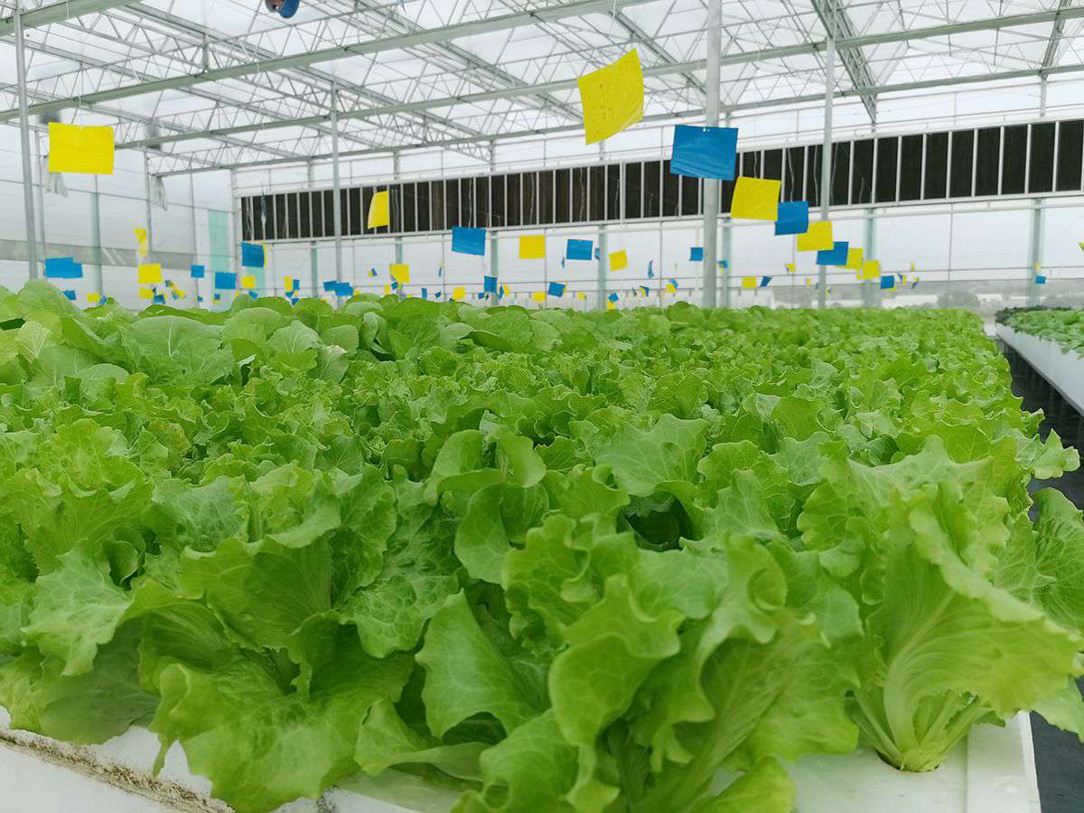 2019��ҵ�񲿲ι�ֲ��ũ��